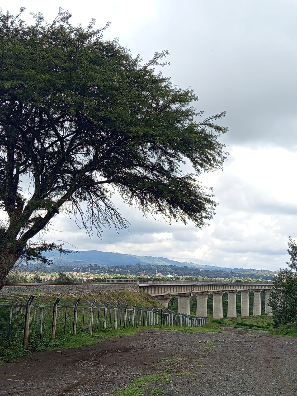 A view of the SGR elevated railway track cutting through the landscape. A large, leafy tree dominates the foreground, with hills visible in the hazy background.