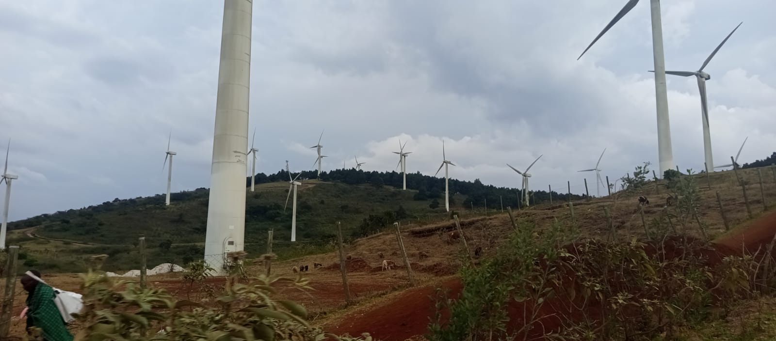 A view of Ngong Hills Wind Farm. Massive white wind turbines stand on a ridge where livestock are grazing. A herdsman wrapped in a traditional shuka is partially visible in the bottom left.