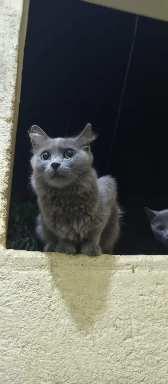 A close-up of a fluffy, grey long-haired cat sitting on a ledge, looking curious.
