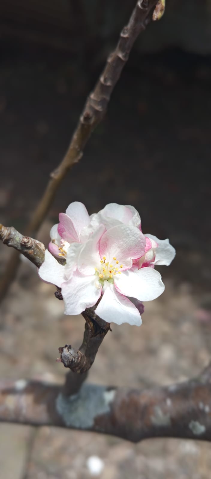A delicate macro shot of an apple blossom, with soft white petals tinged with pink, emerging from a dark branch.
