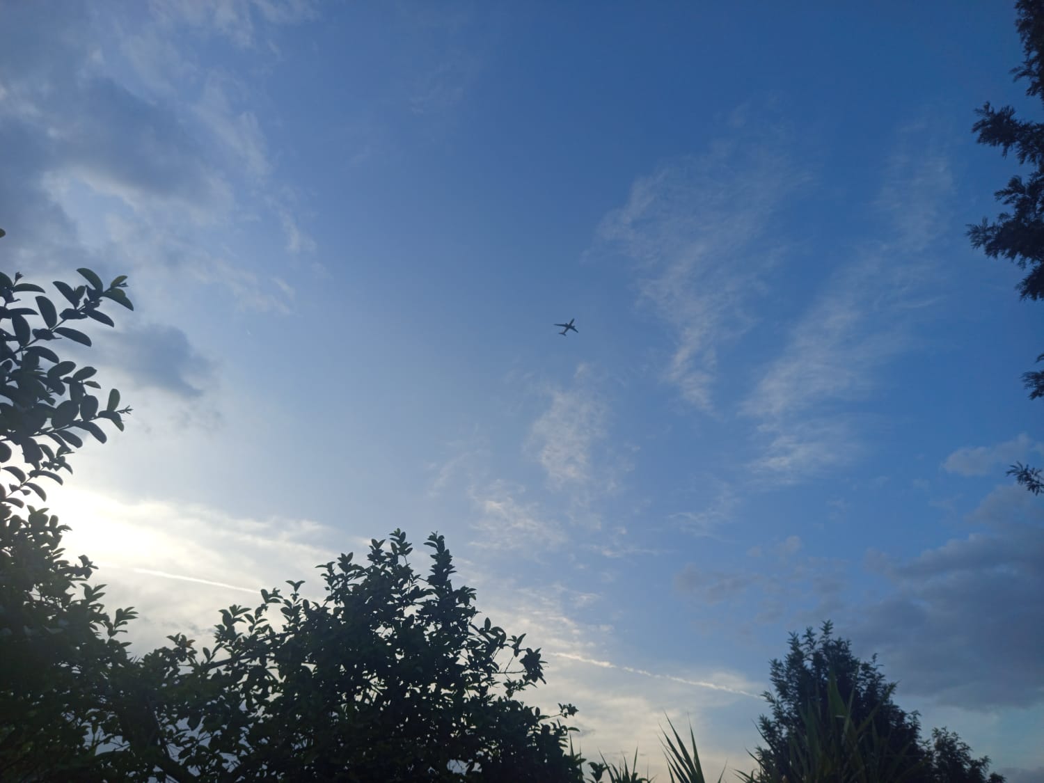A wide shot of a small airplane high in a clear blue sky, framed by the silhouettes of tree branches in the foreground.